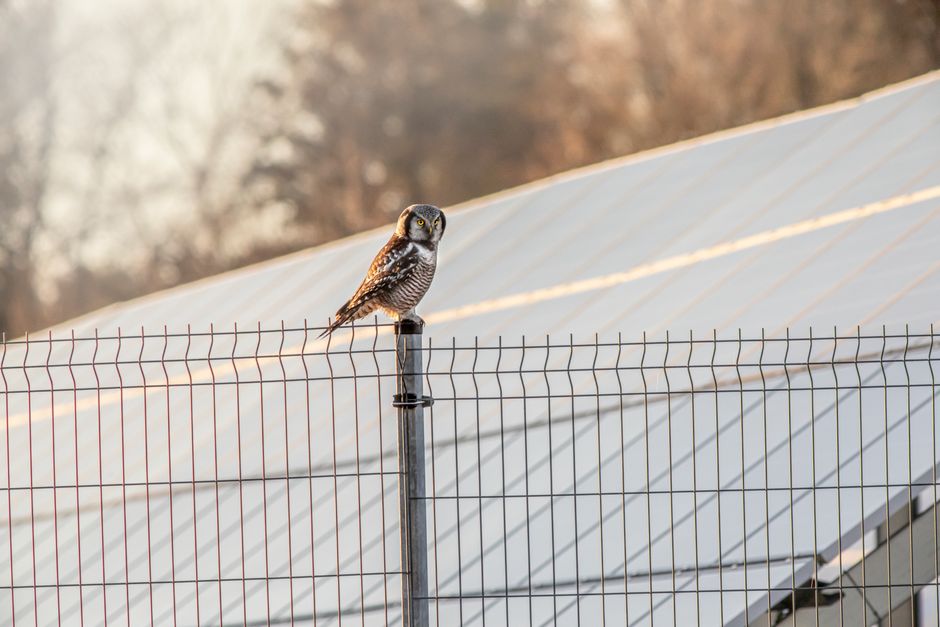 Stop Rodents From Destroying Your Solar Panels